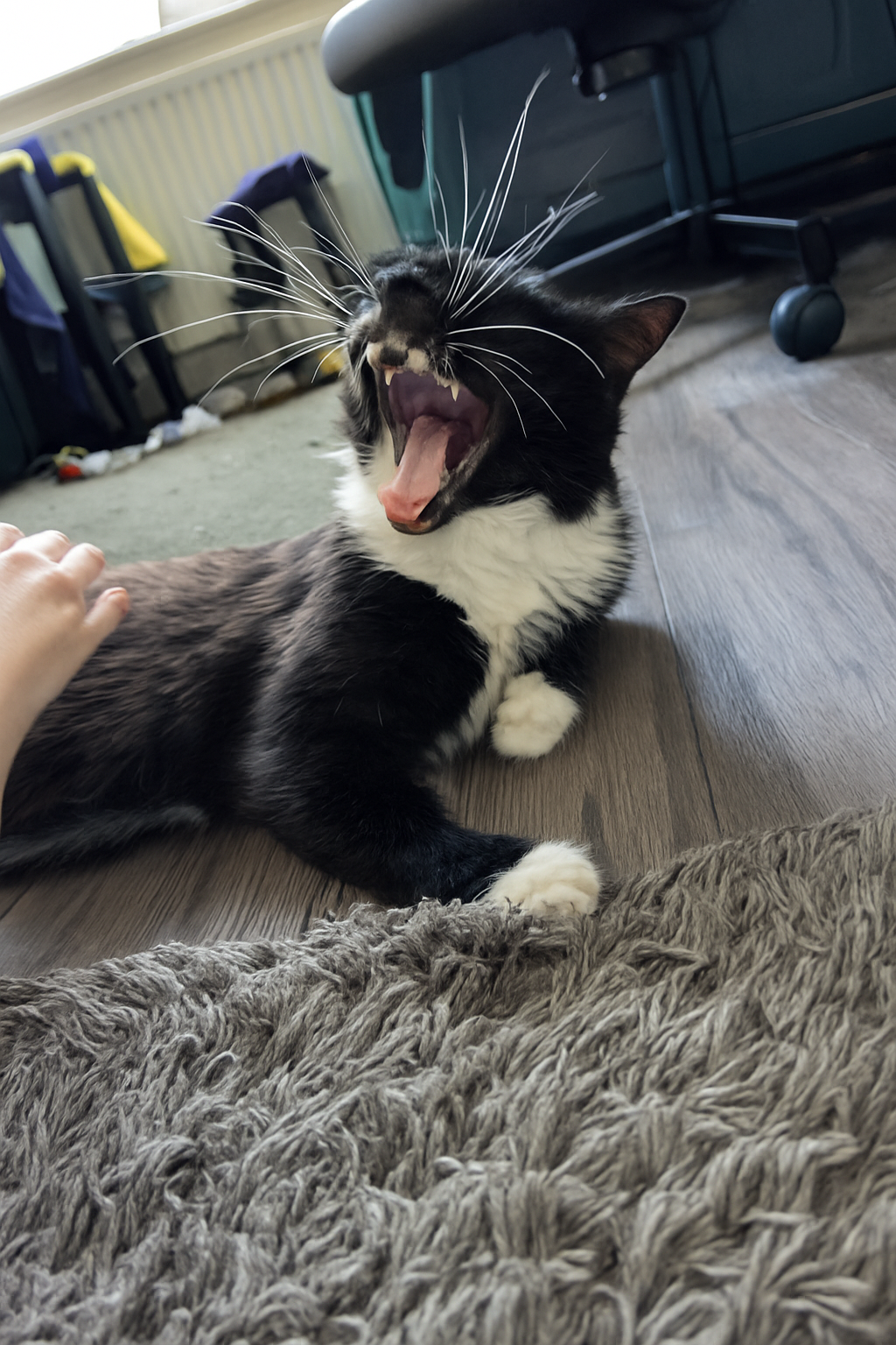 Cat relaxing at home