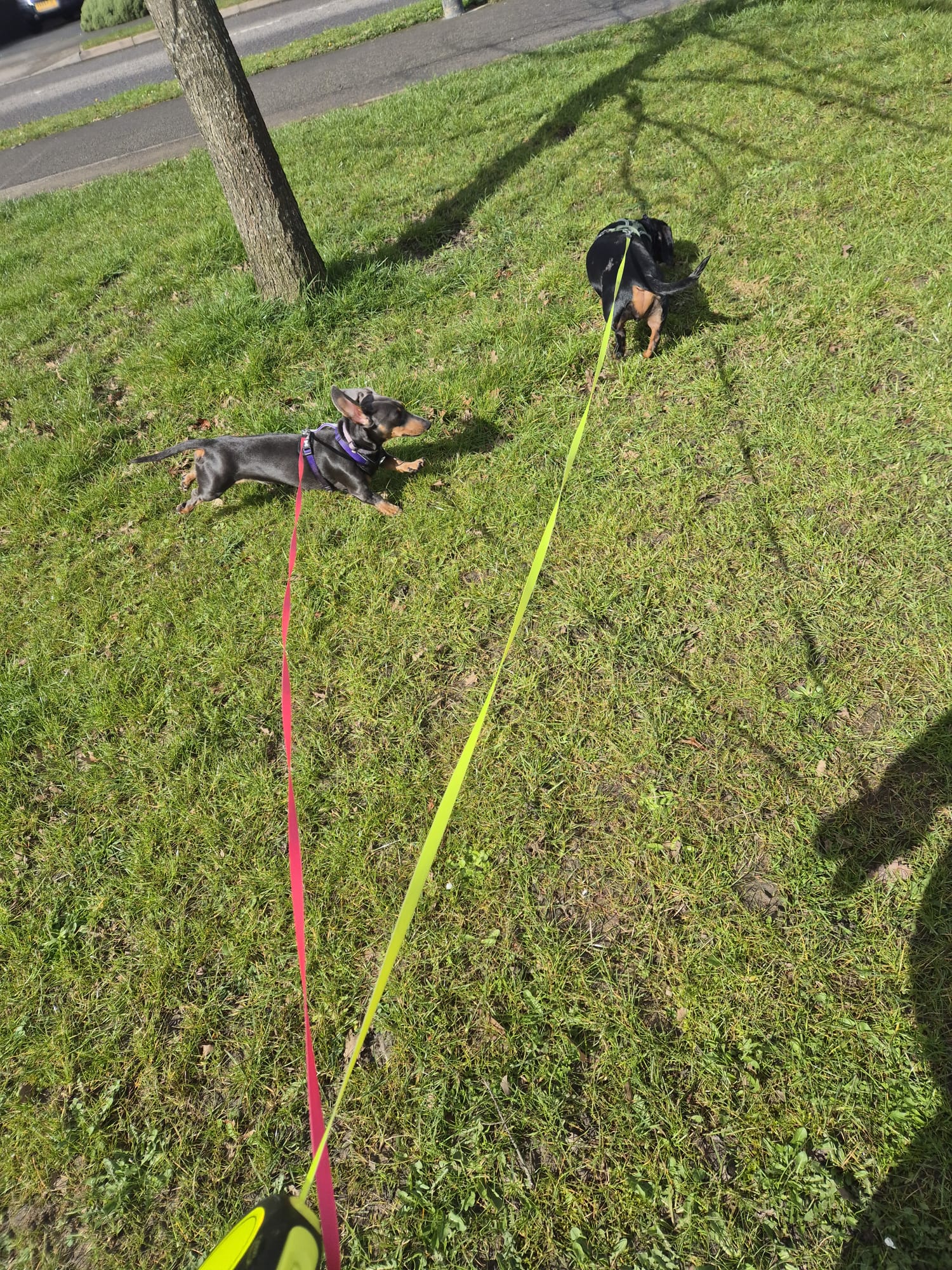 Dog enjoying a CJ'S walk