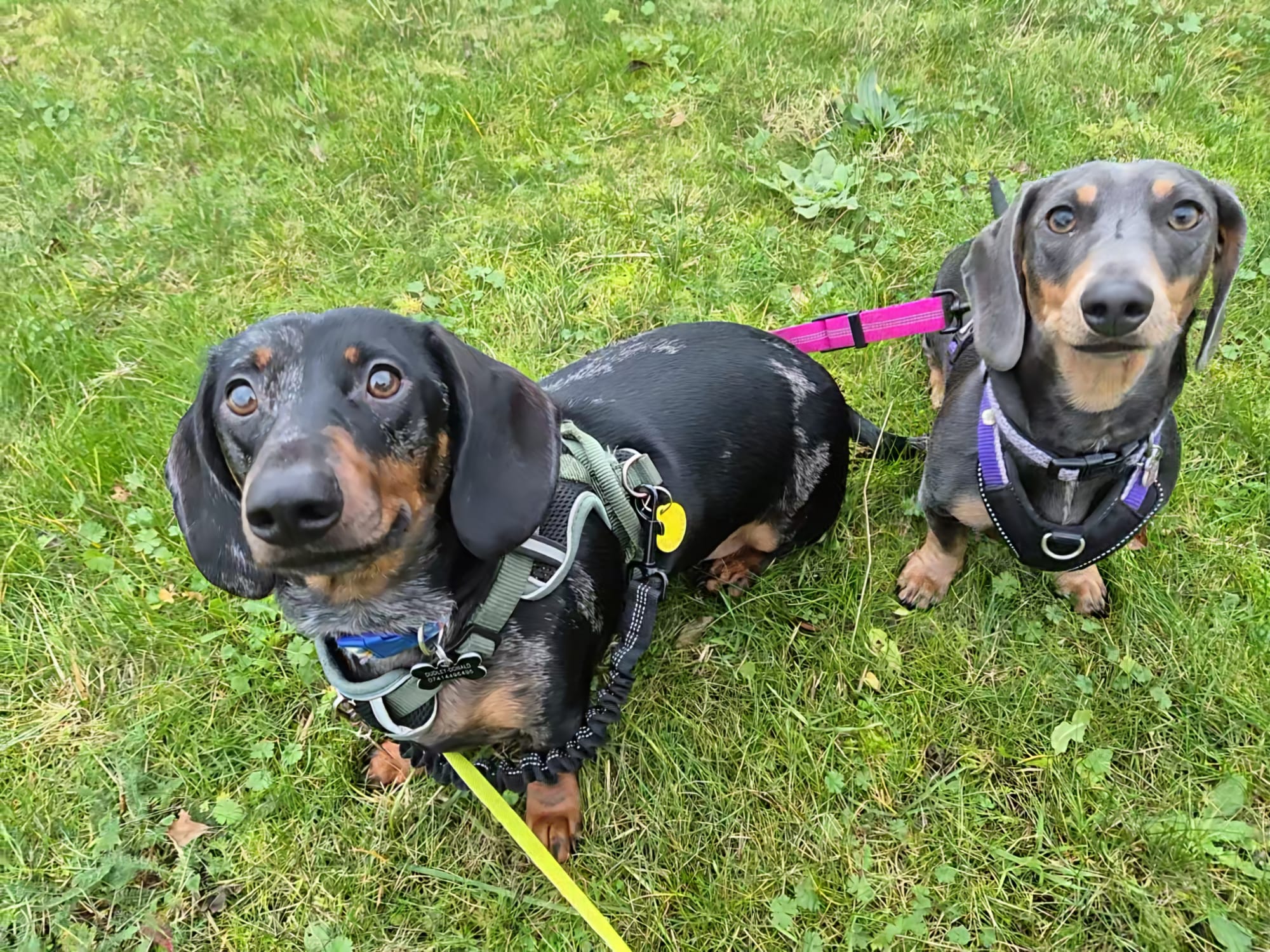 Happy face during pet care
