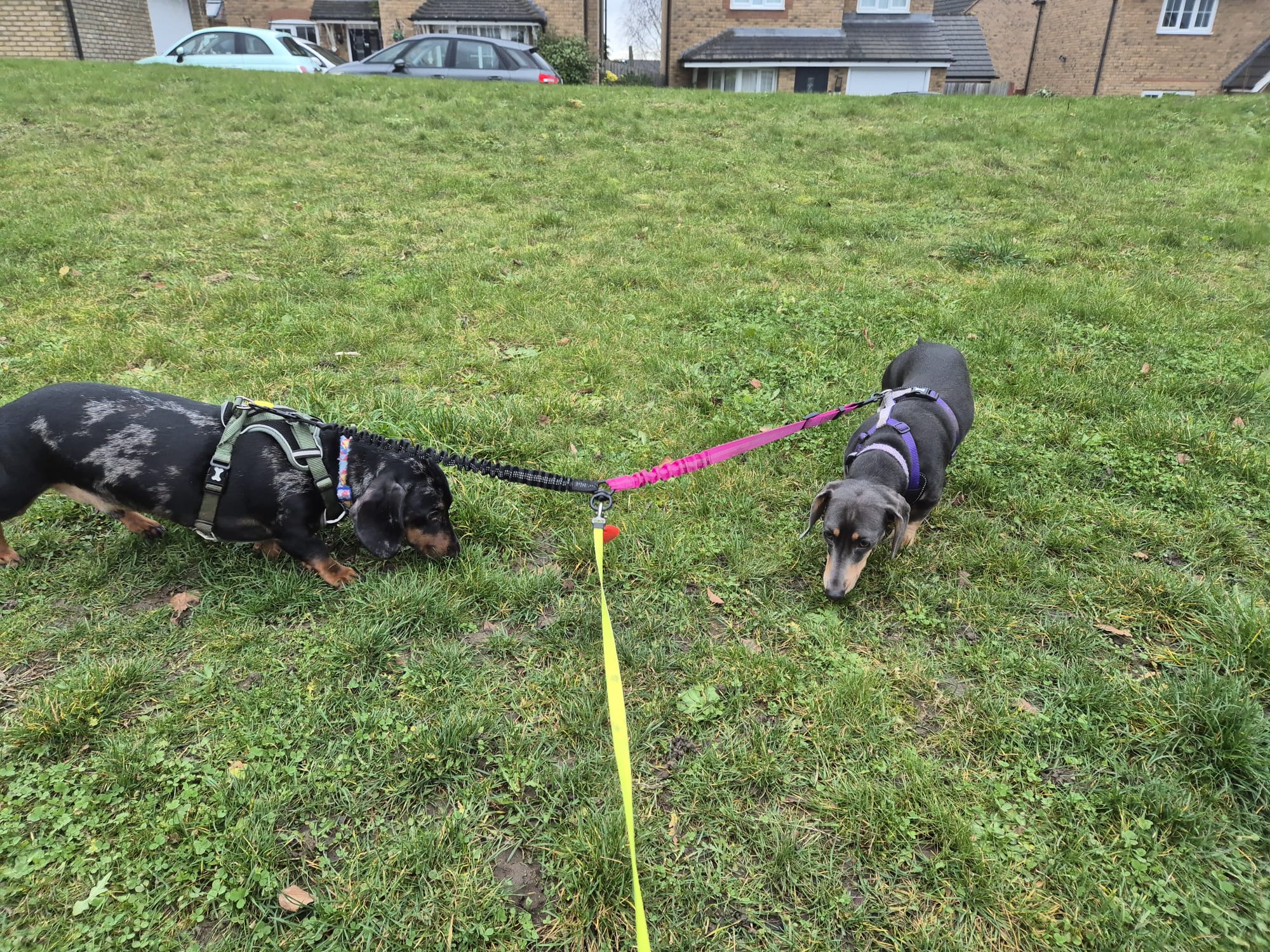 Real walkies moment with a happy dog