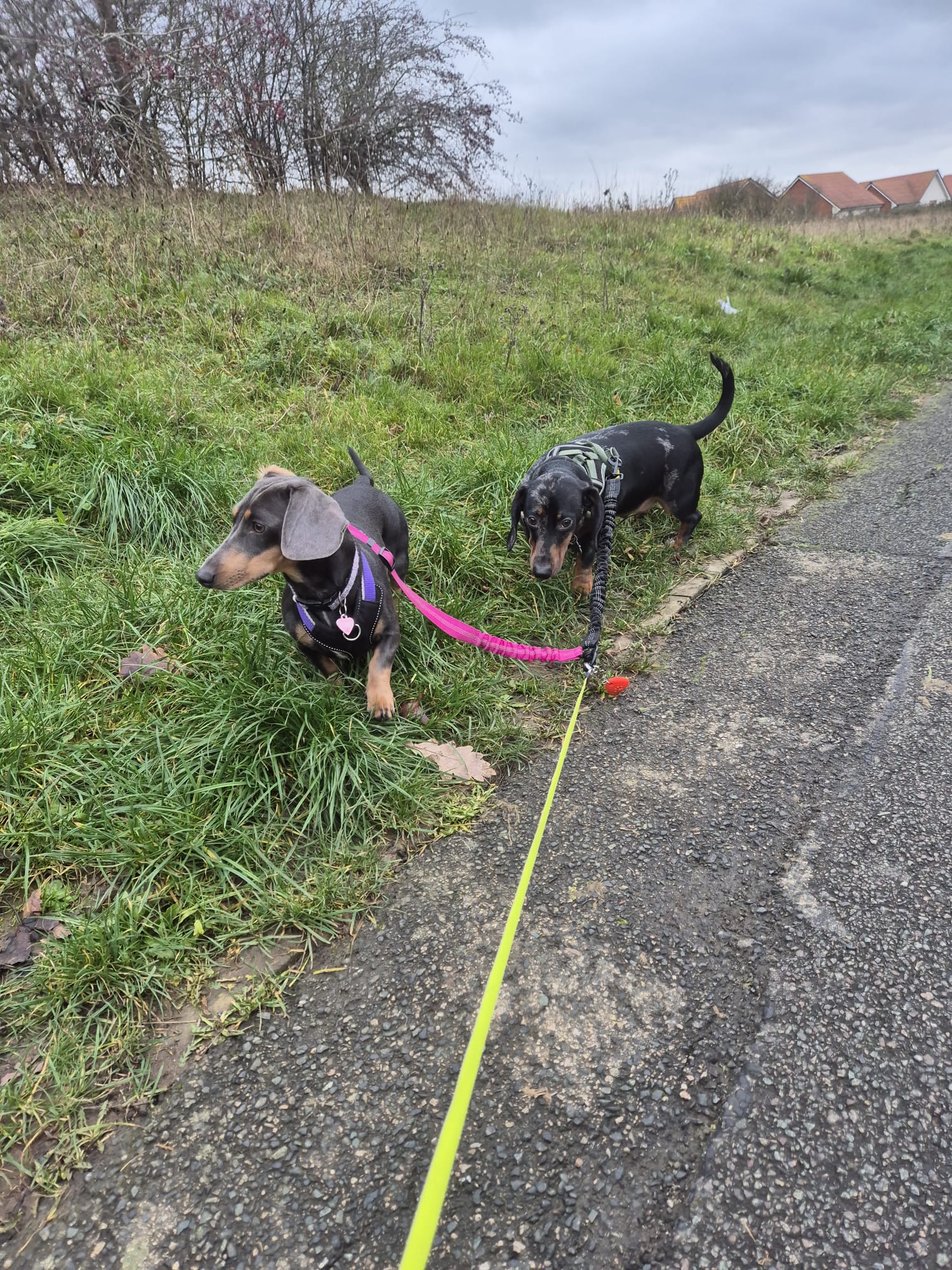 Dog on an adventure with CJ'S