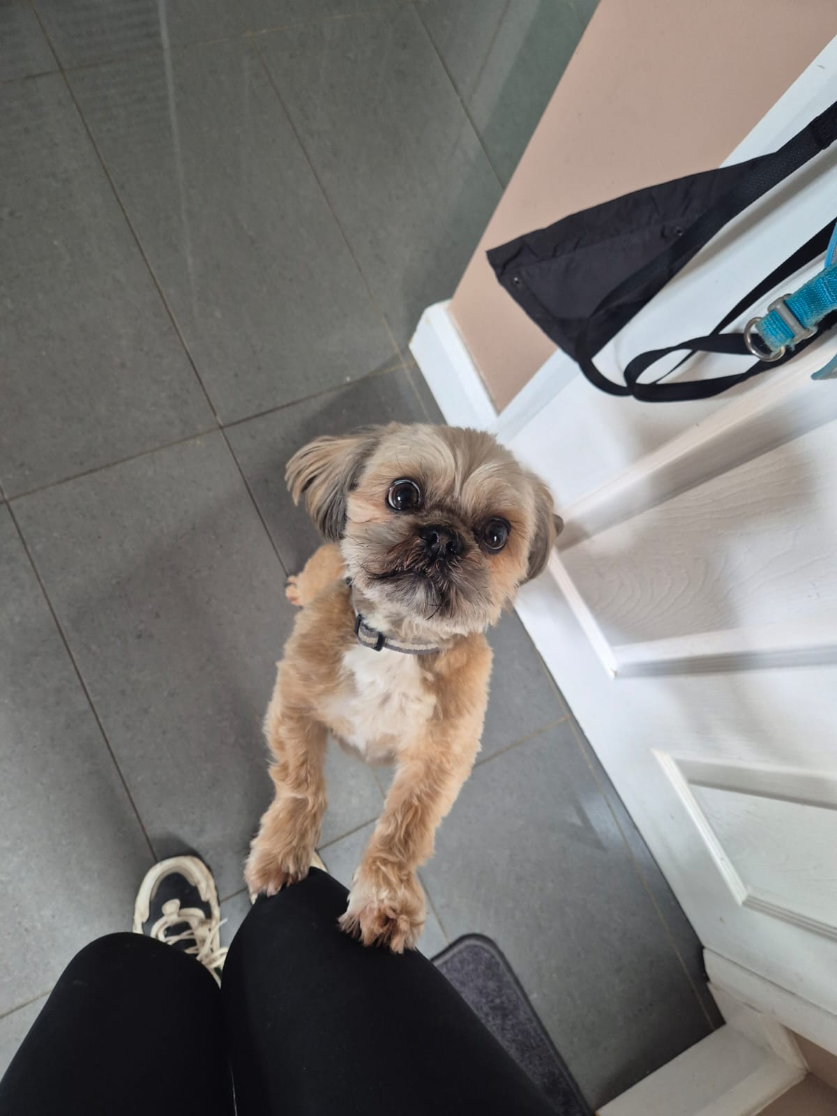 Outdoor pet care and walkies photo