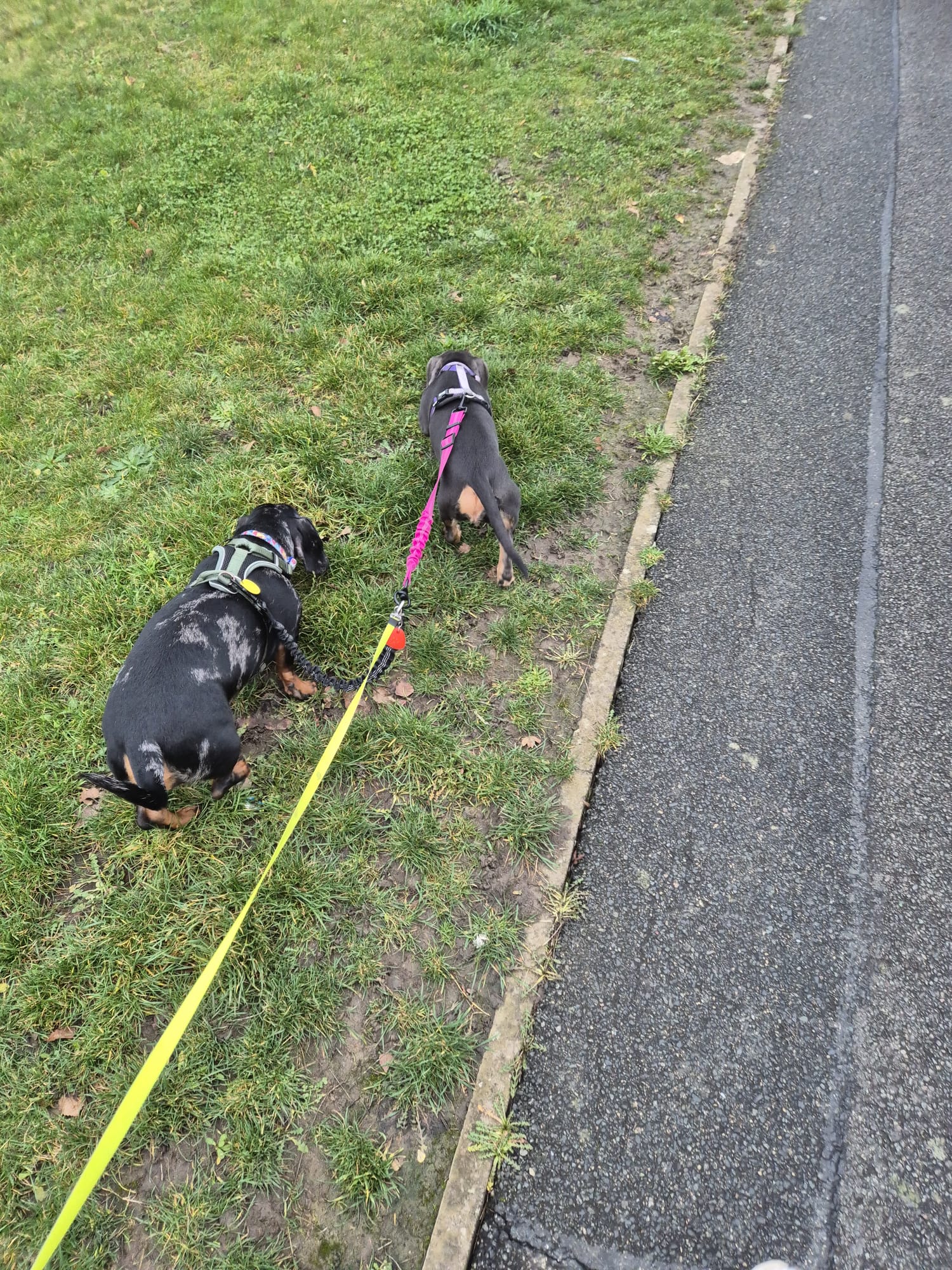 Happy dog on a CJ'S walk
