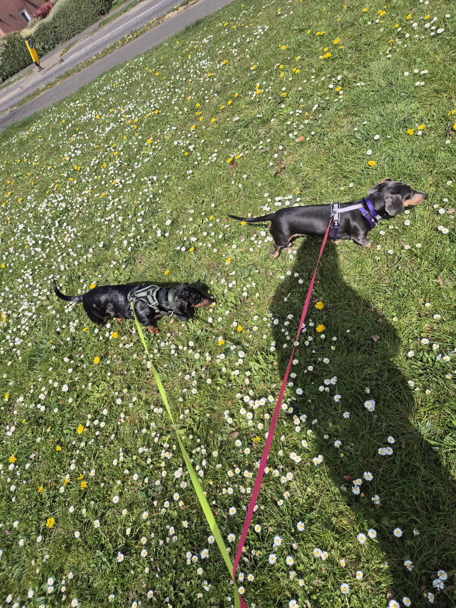 Dog out on an outdoor walk