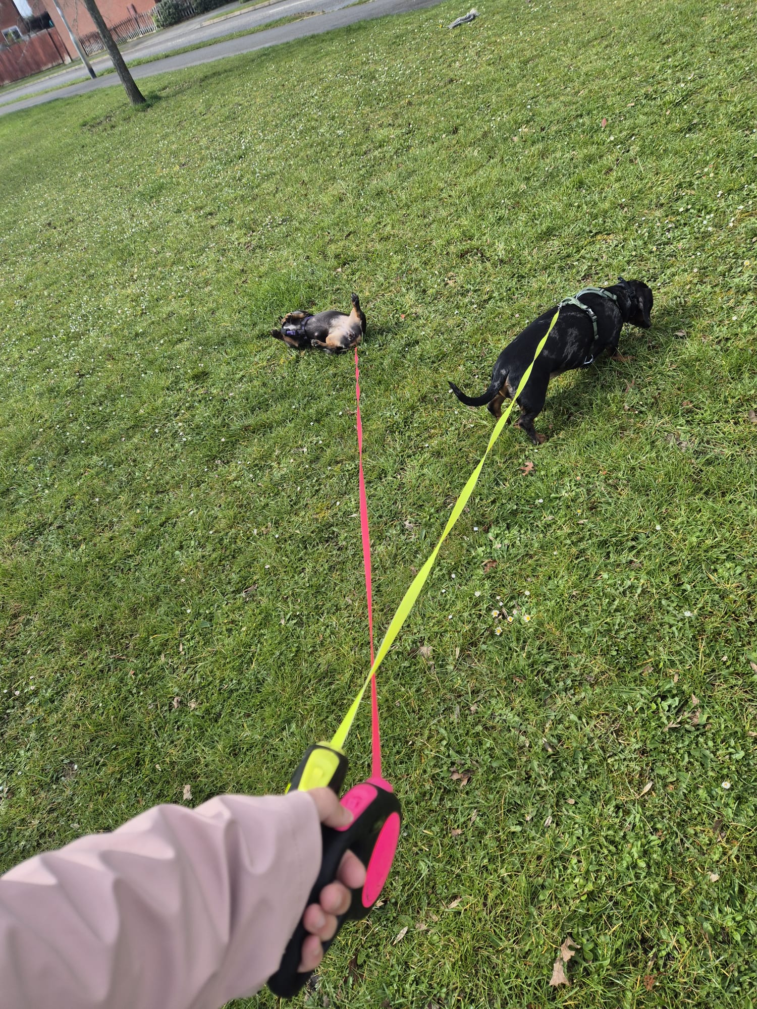 Real walkies moment with a happy dog