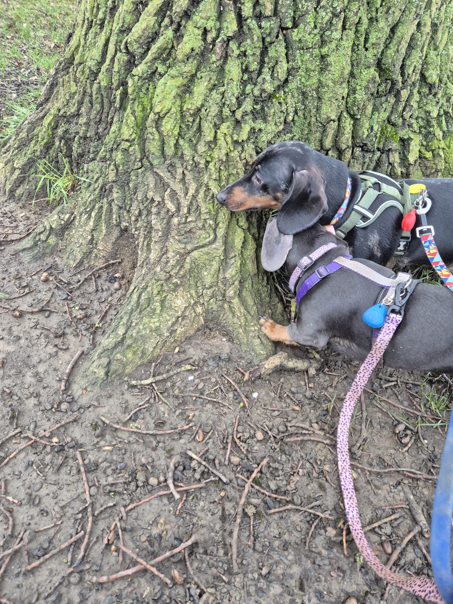 Outdoor pet care and walkies photo