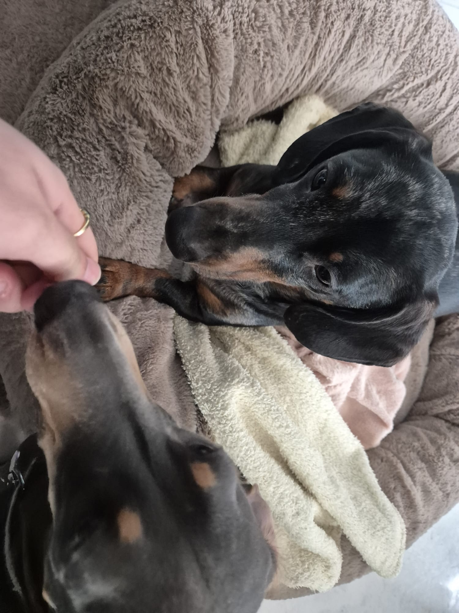 Dog relaxing during a CJ'S visit