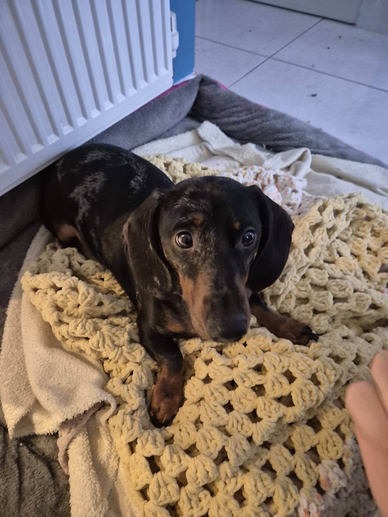 Pet enjoying time and attention