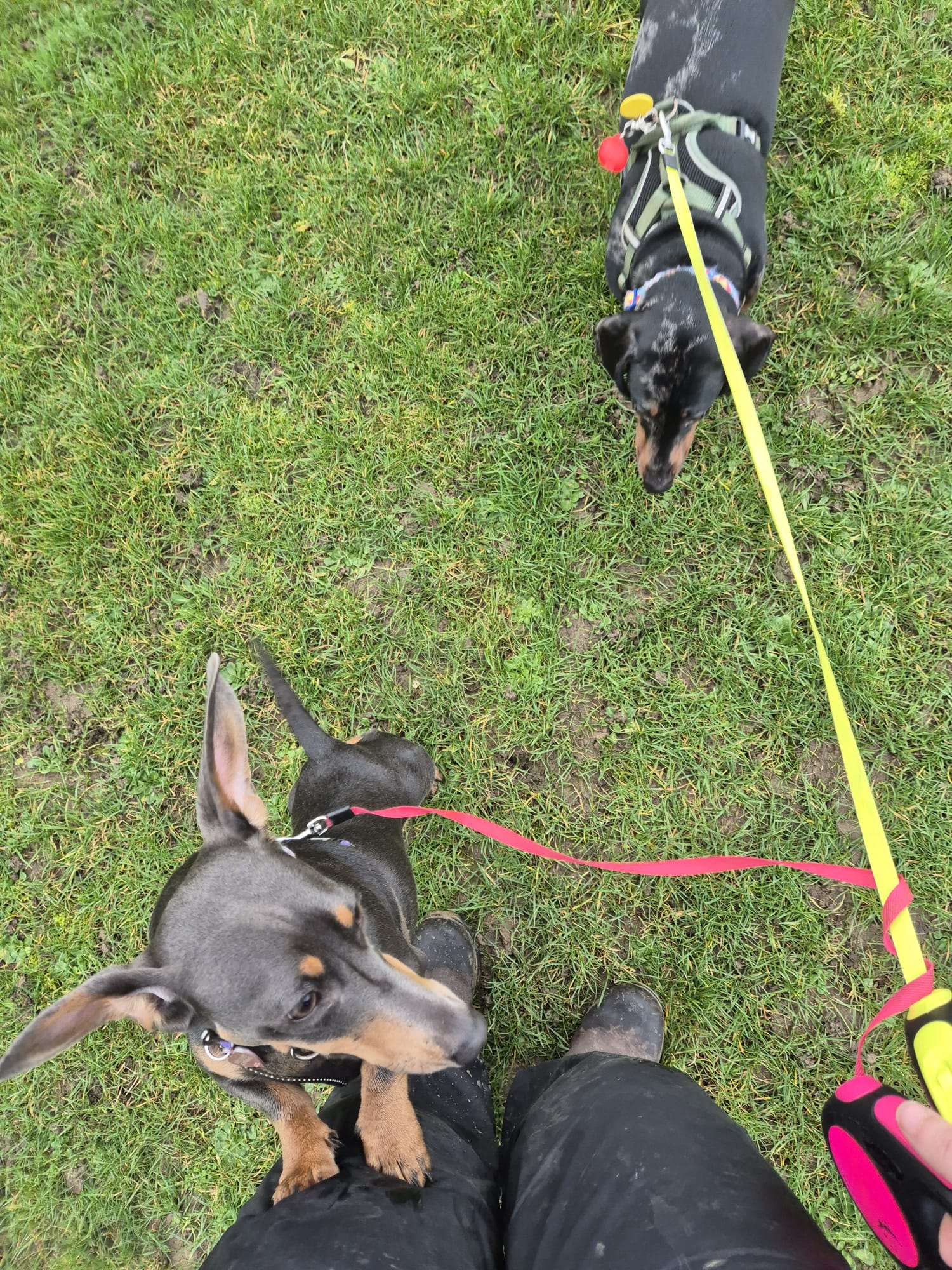 Dog enjoying a CJ'S walk