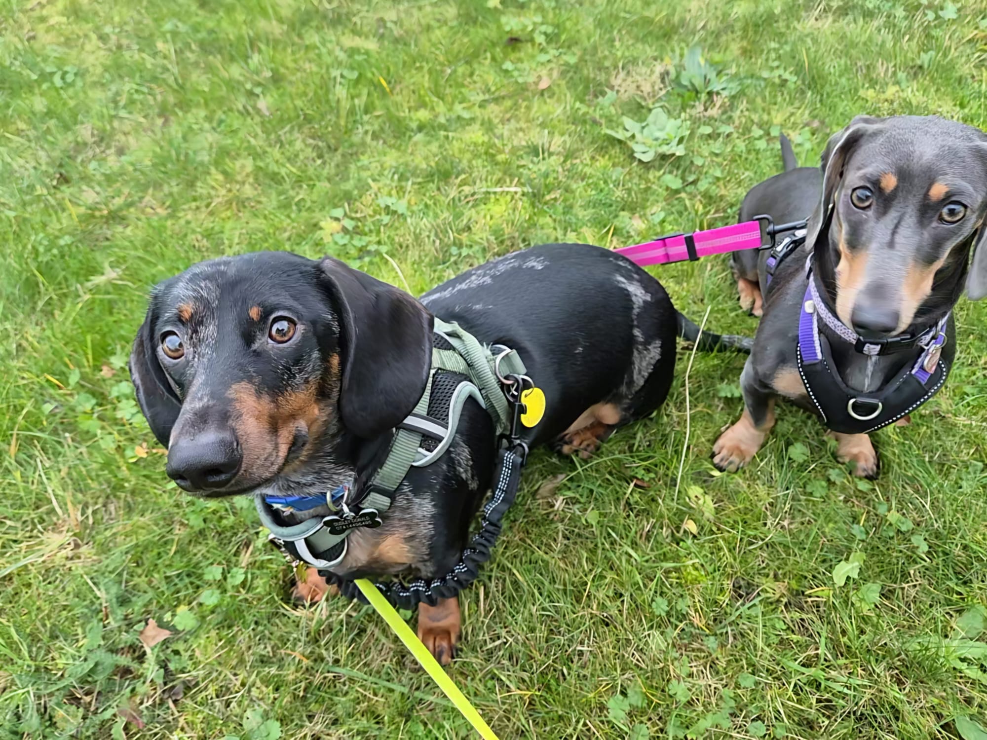 Happy face during pet care
