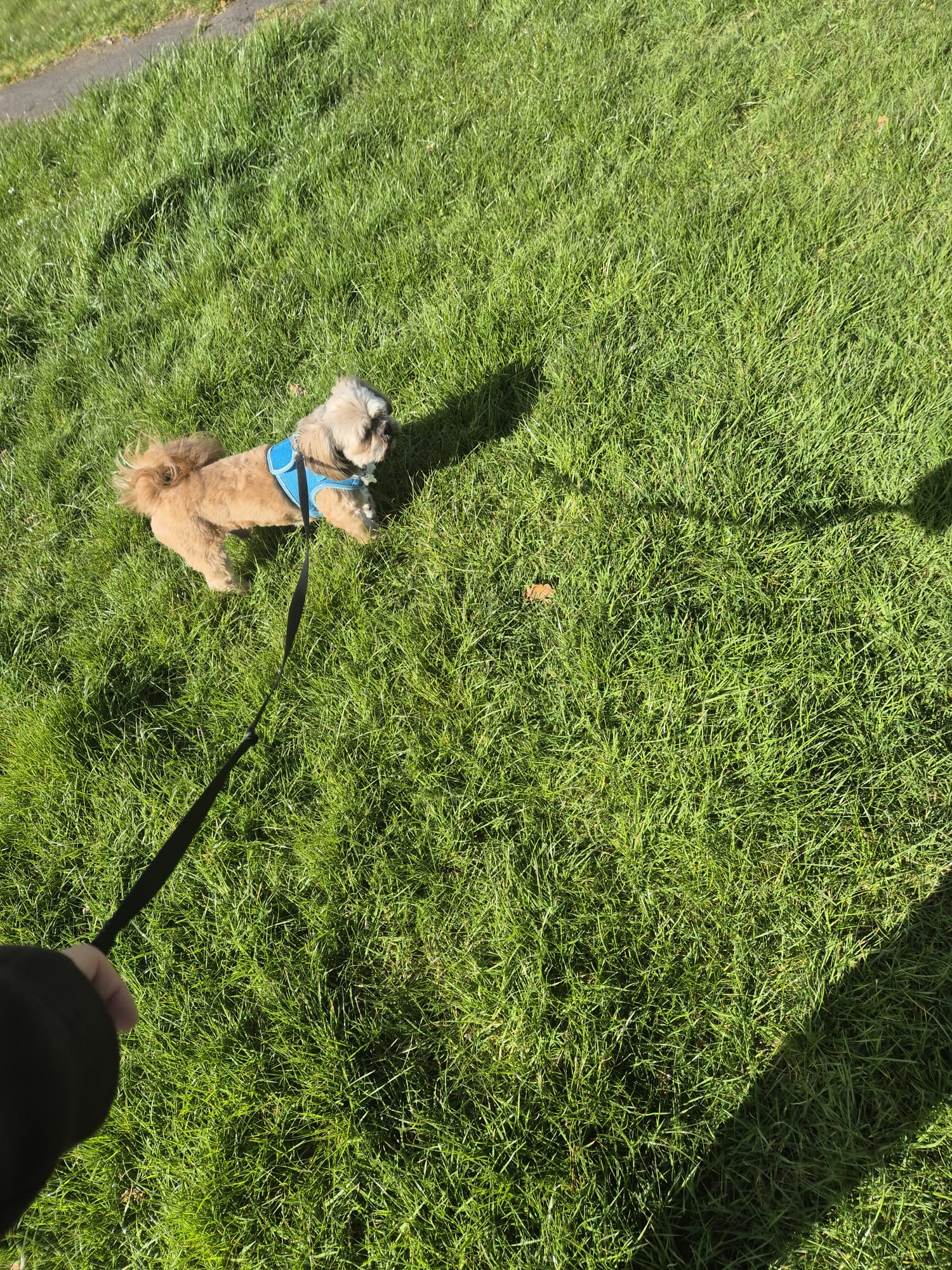 Dog out on an outdoor walk