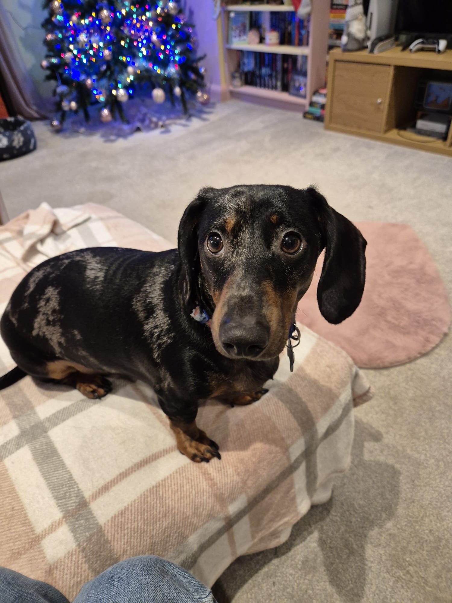 Pet enjoying time and attention