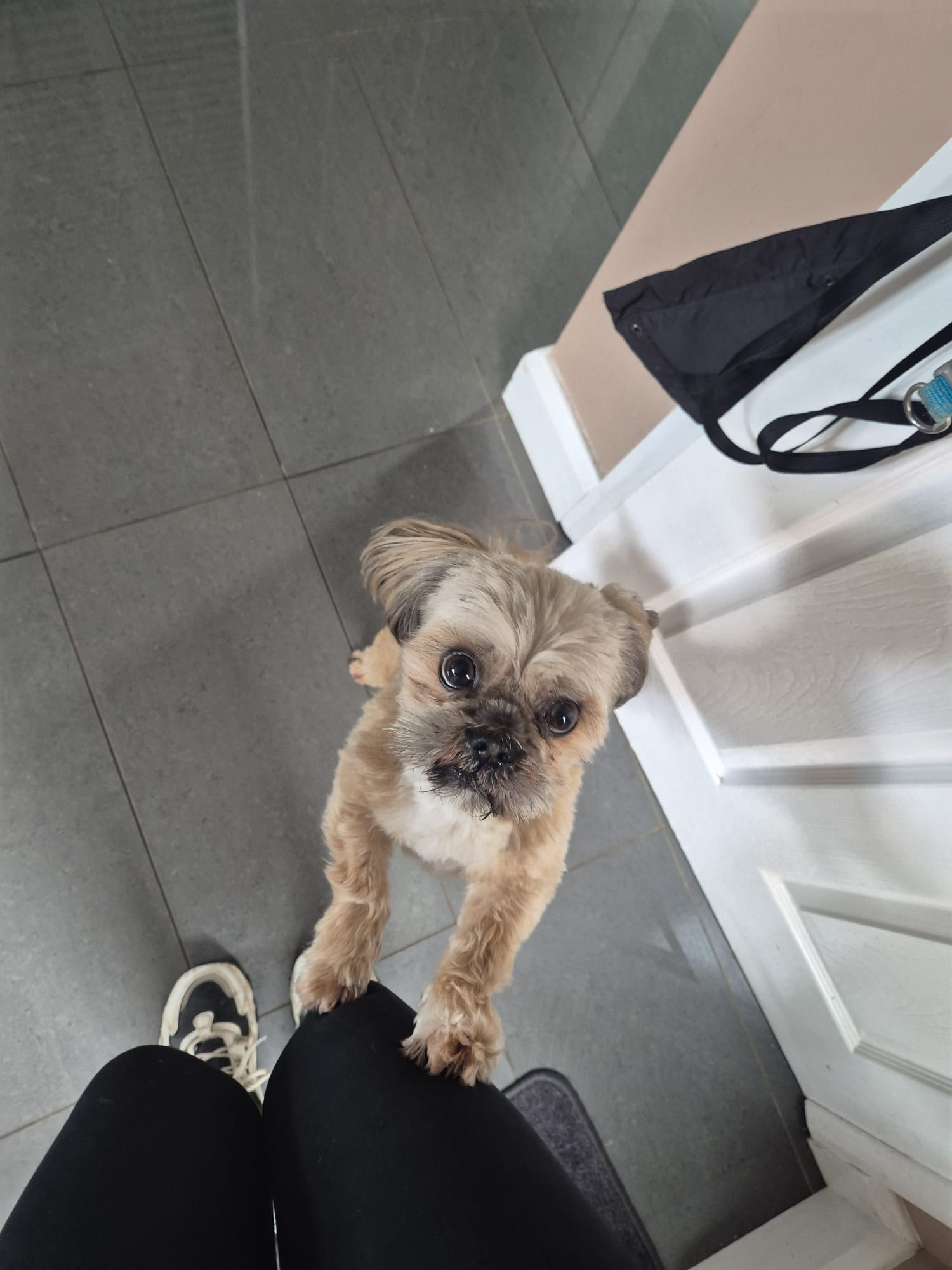 Dog on an adventure with CJ'S