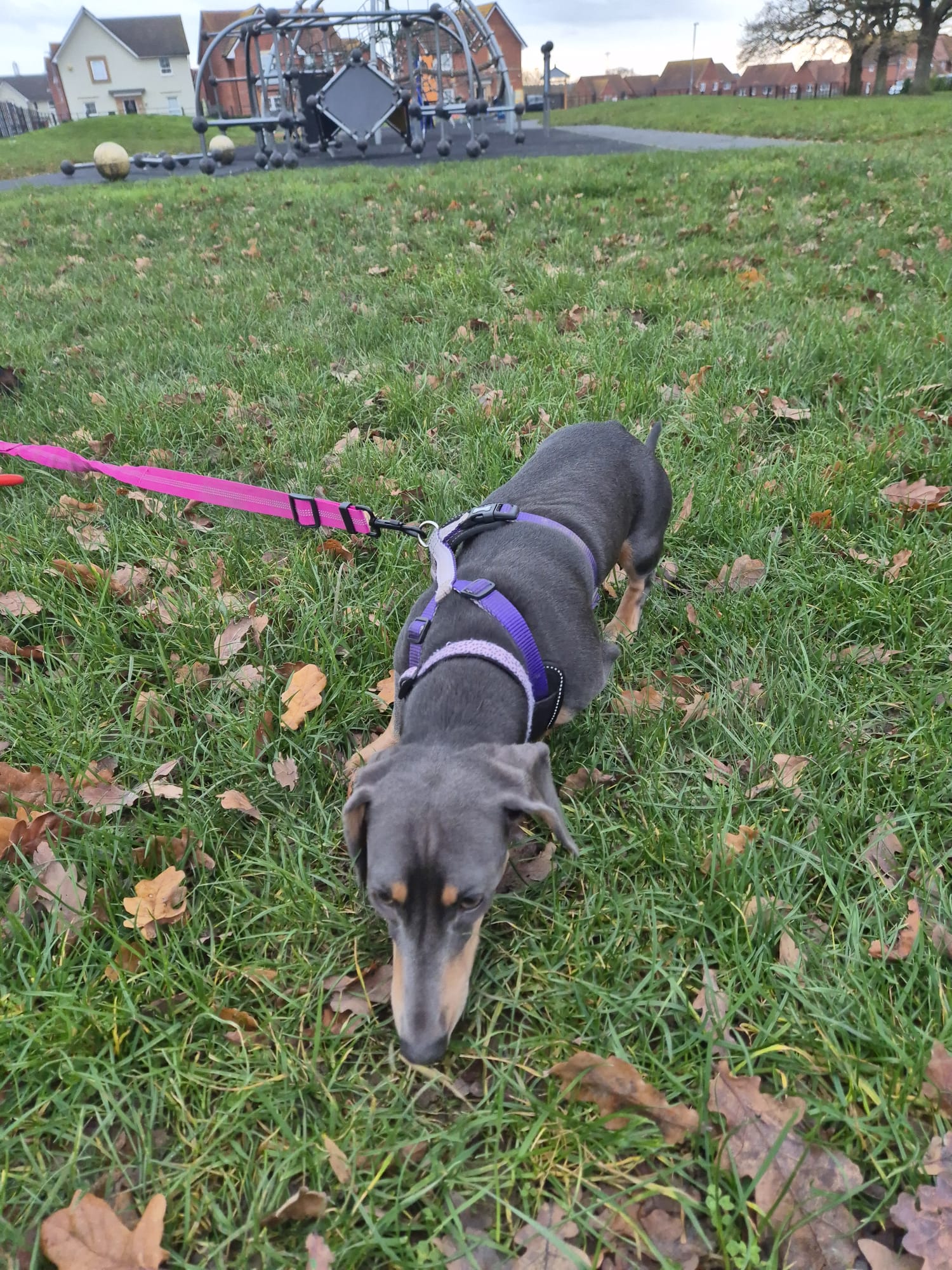 Outdoor pet care and walkies photo