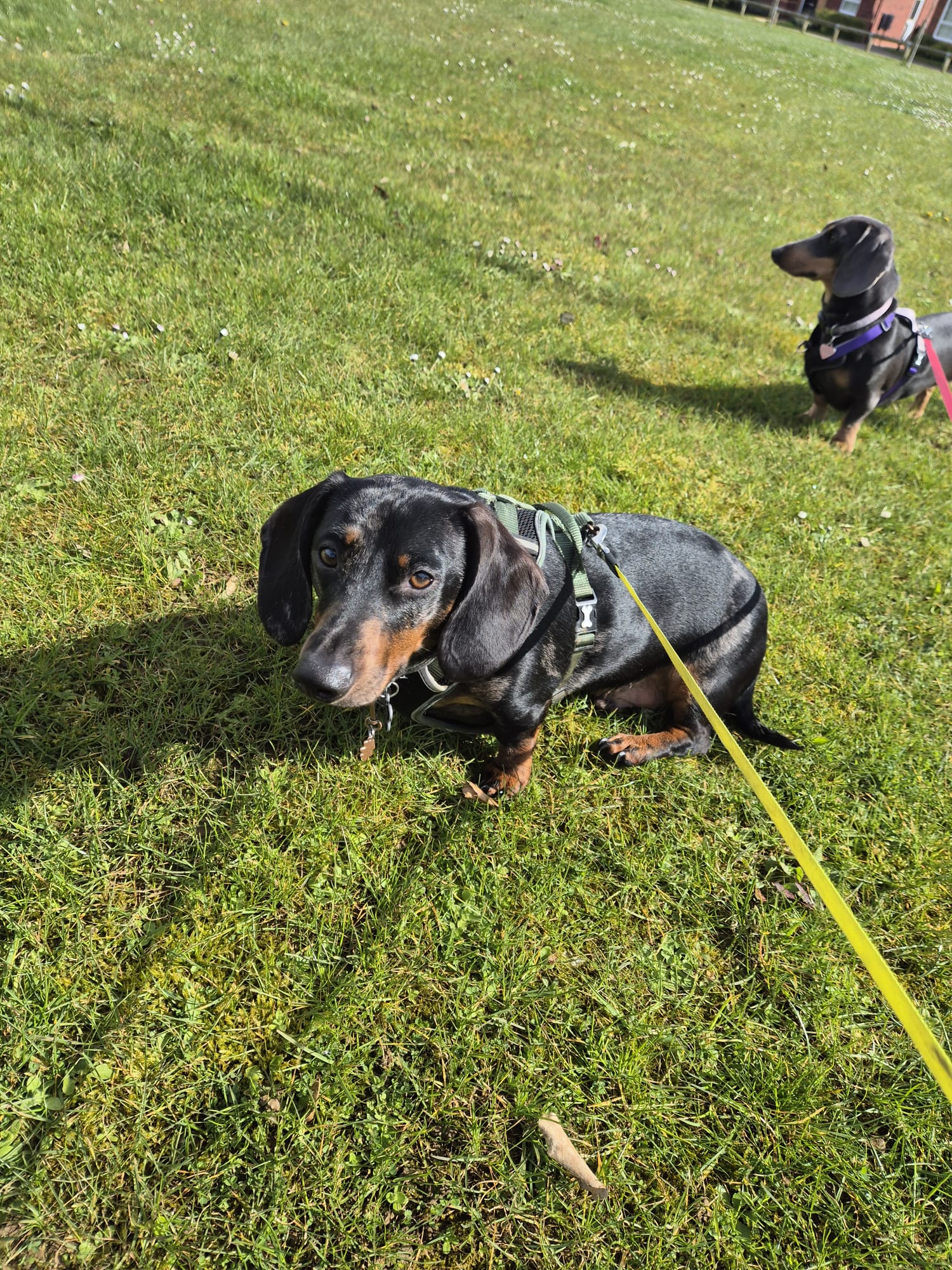 Dog enjoying a CJ'S walk