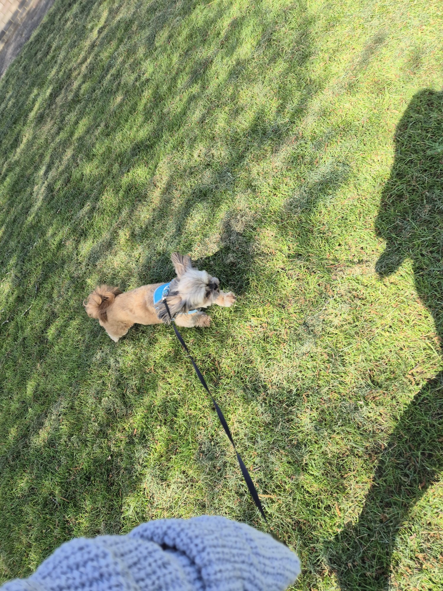 Happy face during pet care