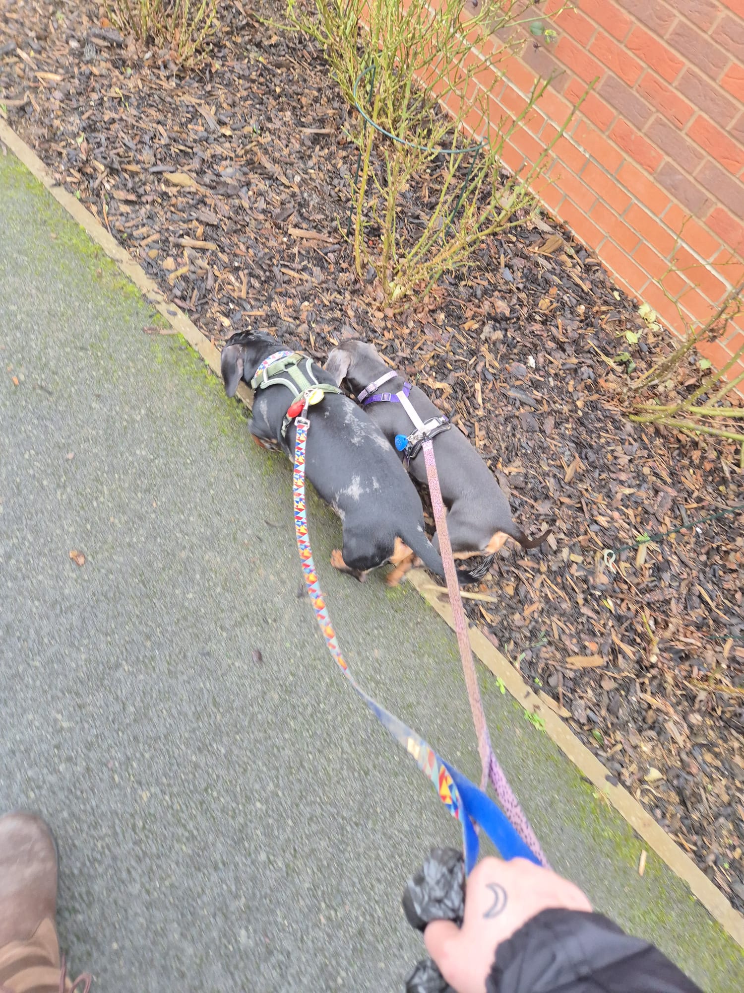 Dog out on an outdoor walk