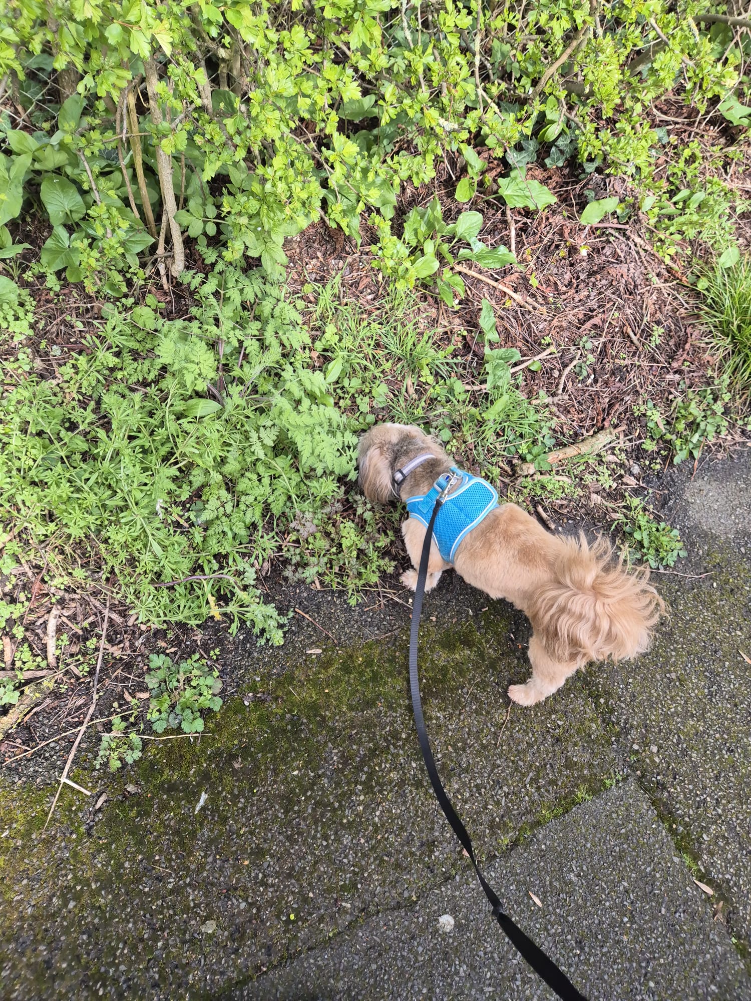 Real walkies moment with a happy dog