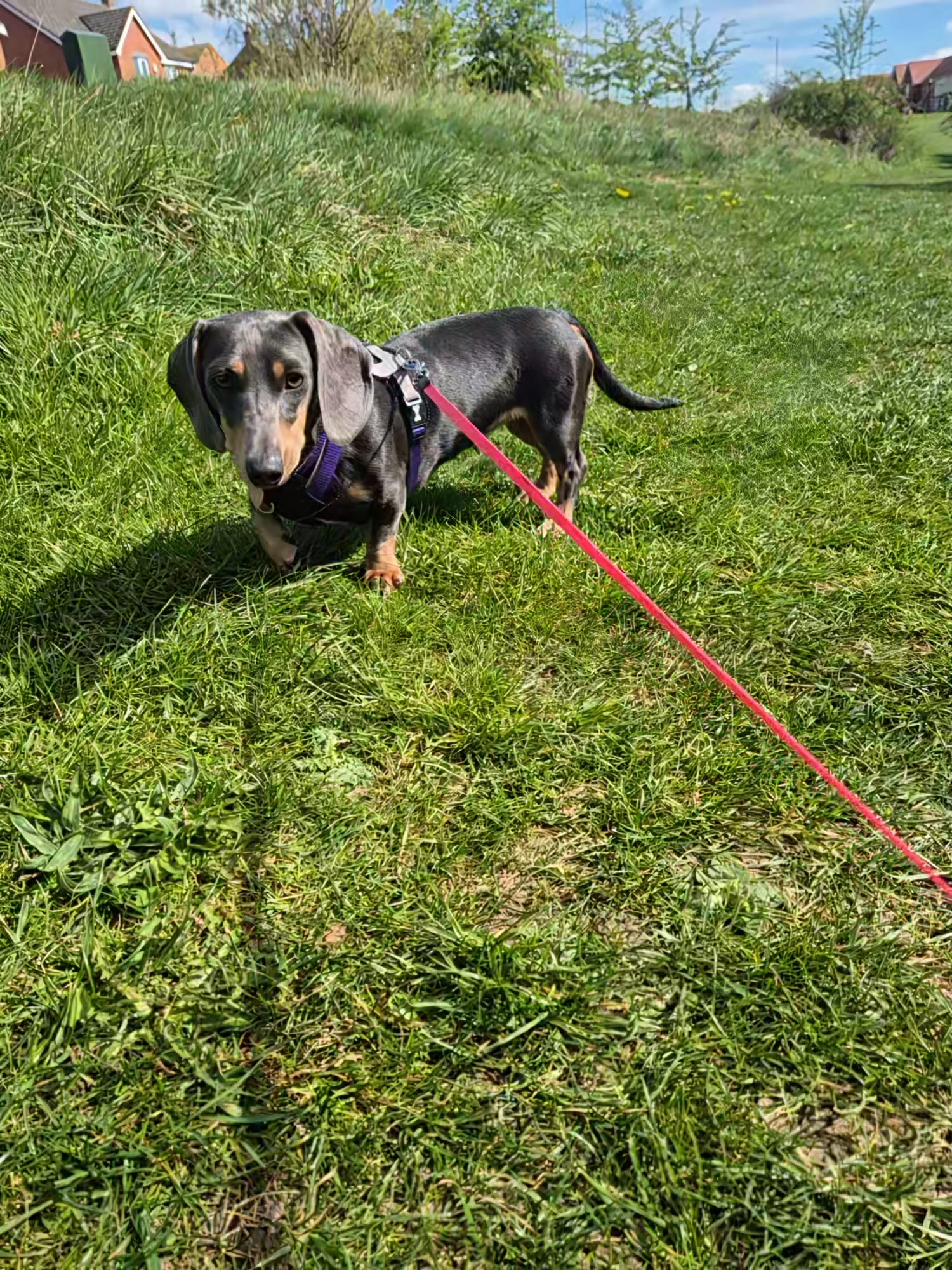 Dog on an adventure with CJ'S