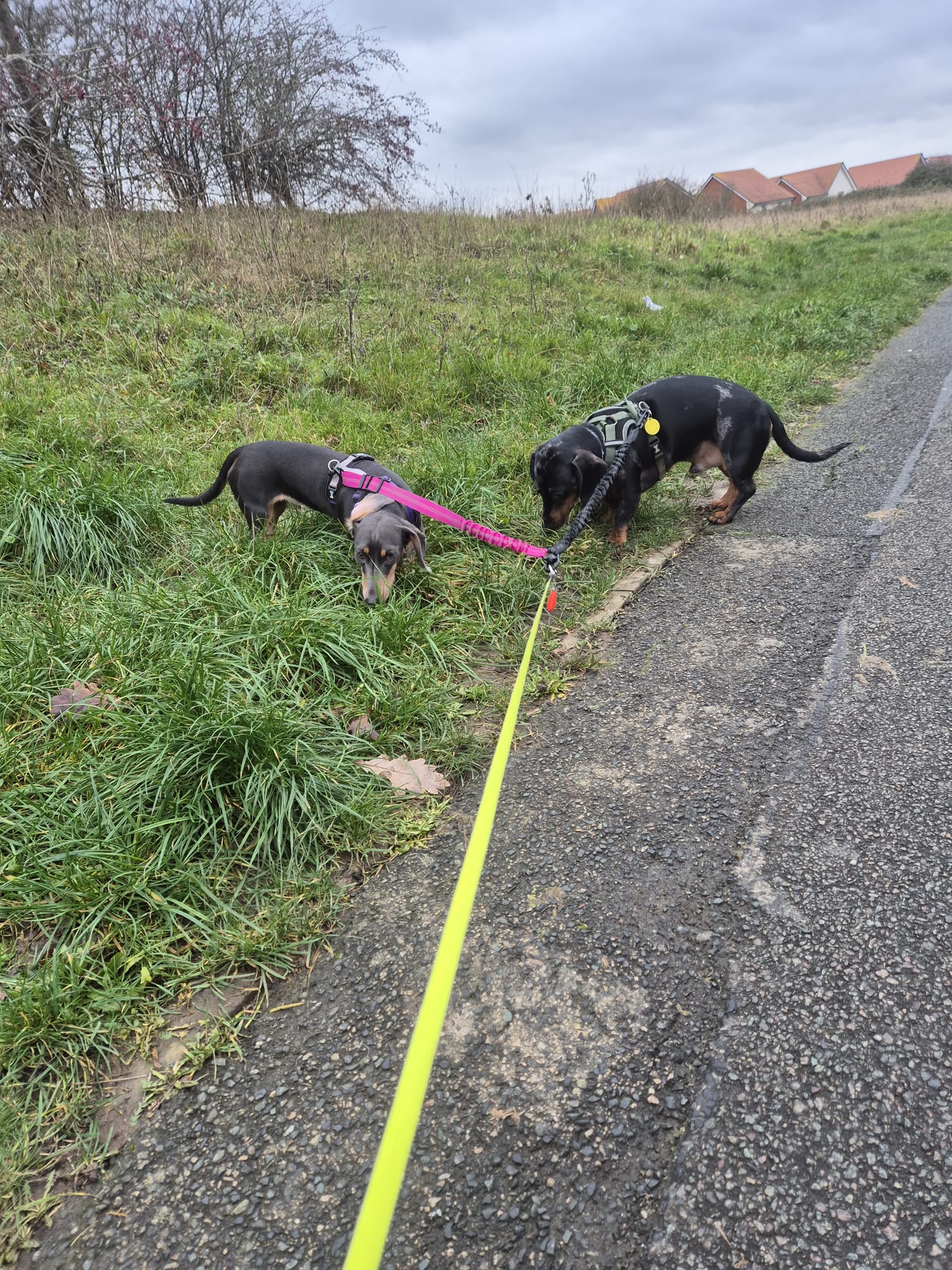 Dog enjoying a CJ'S walk