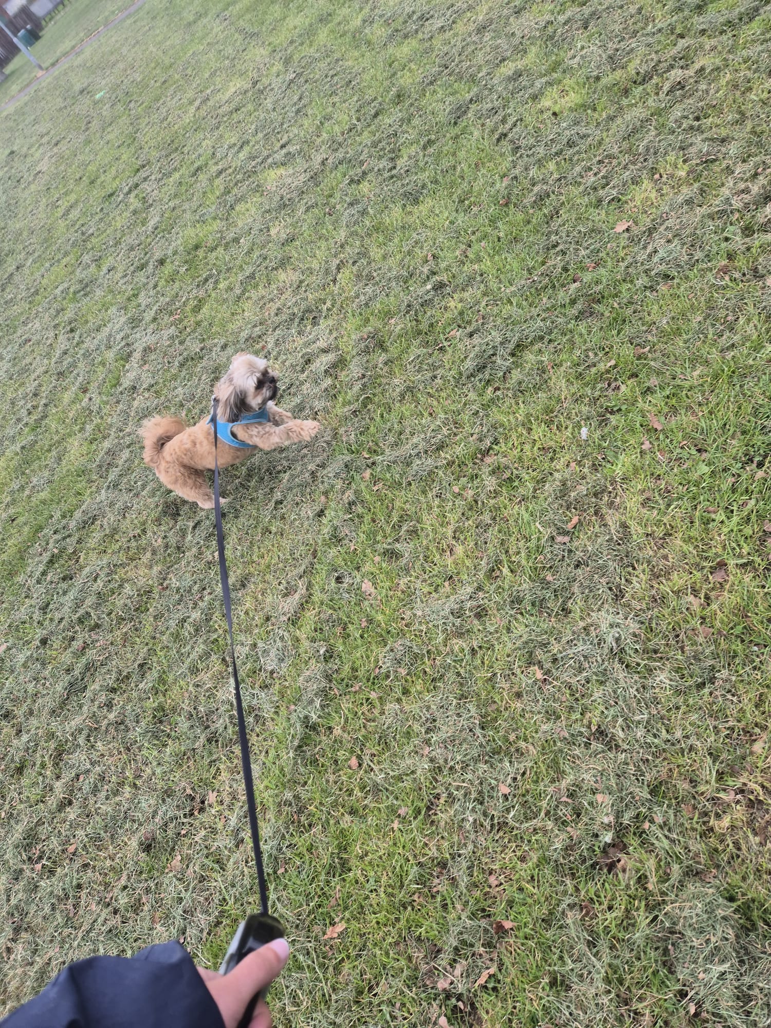Pet enjoying time and attention
