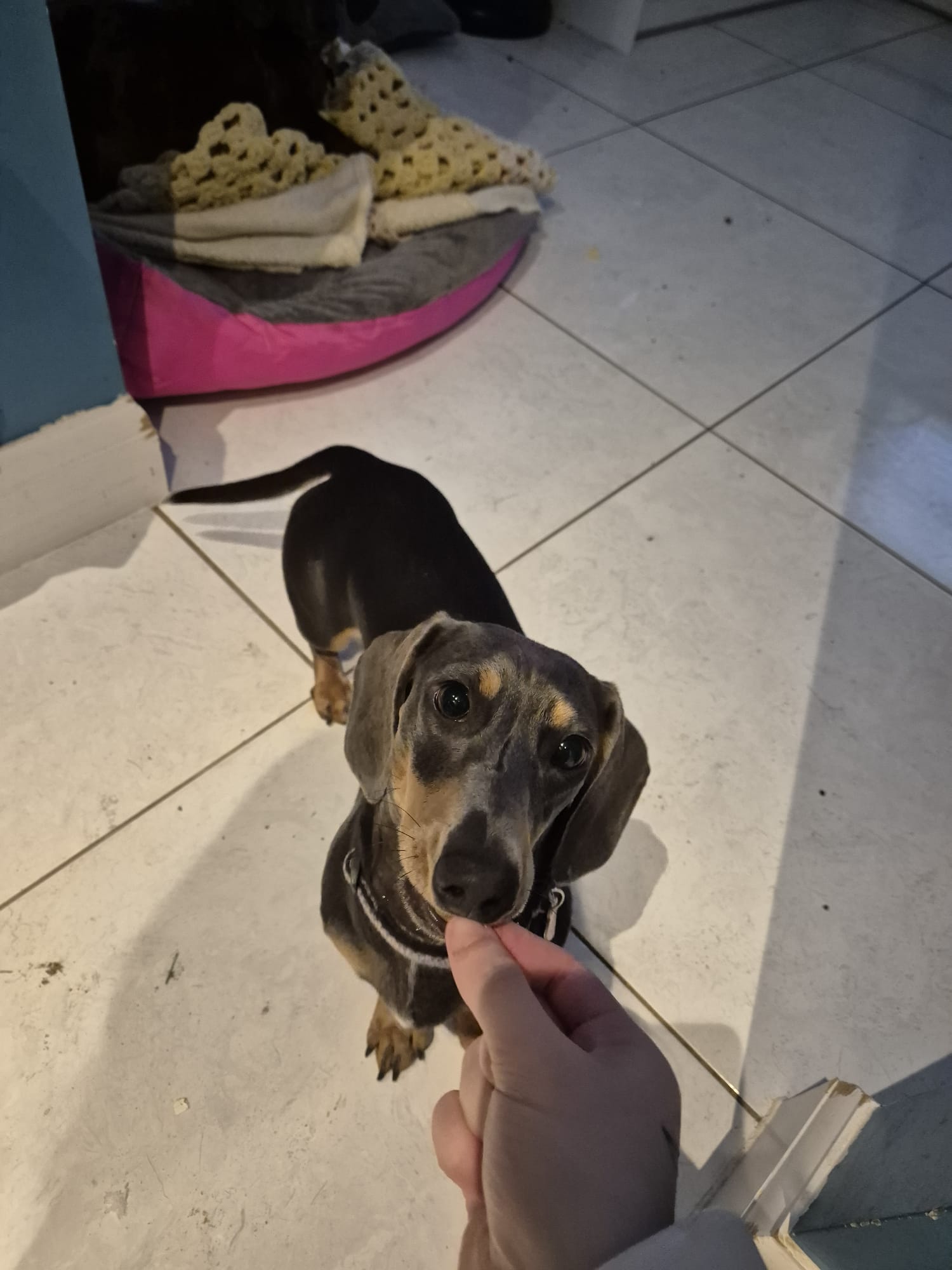 Real walkies moment with a happy dog