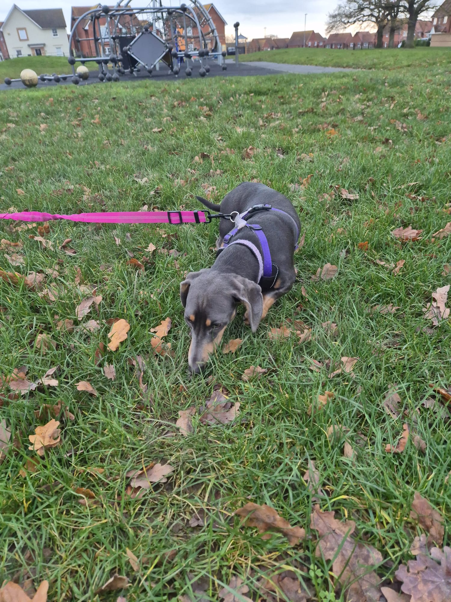 Dog on an adventure with CJ'S
