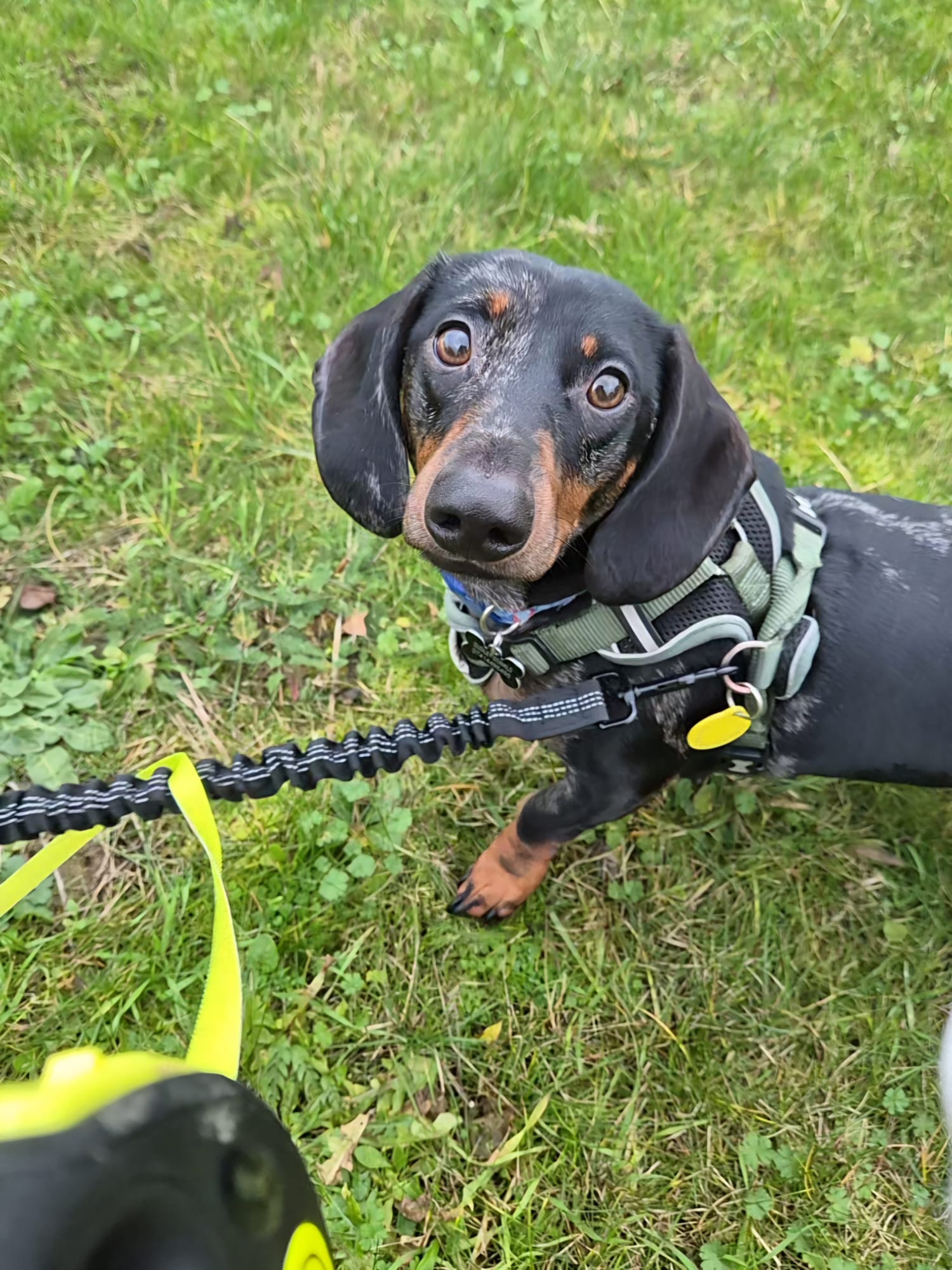 Outdoor pet care and walkies photo