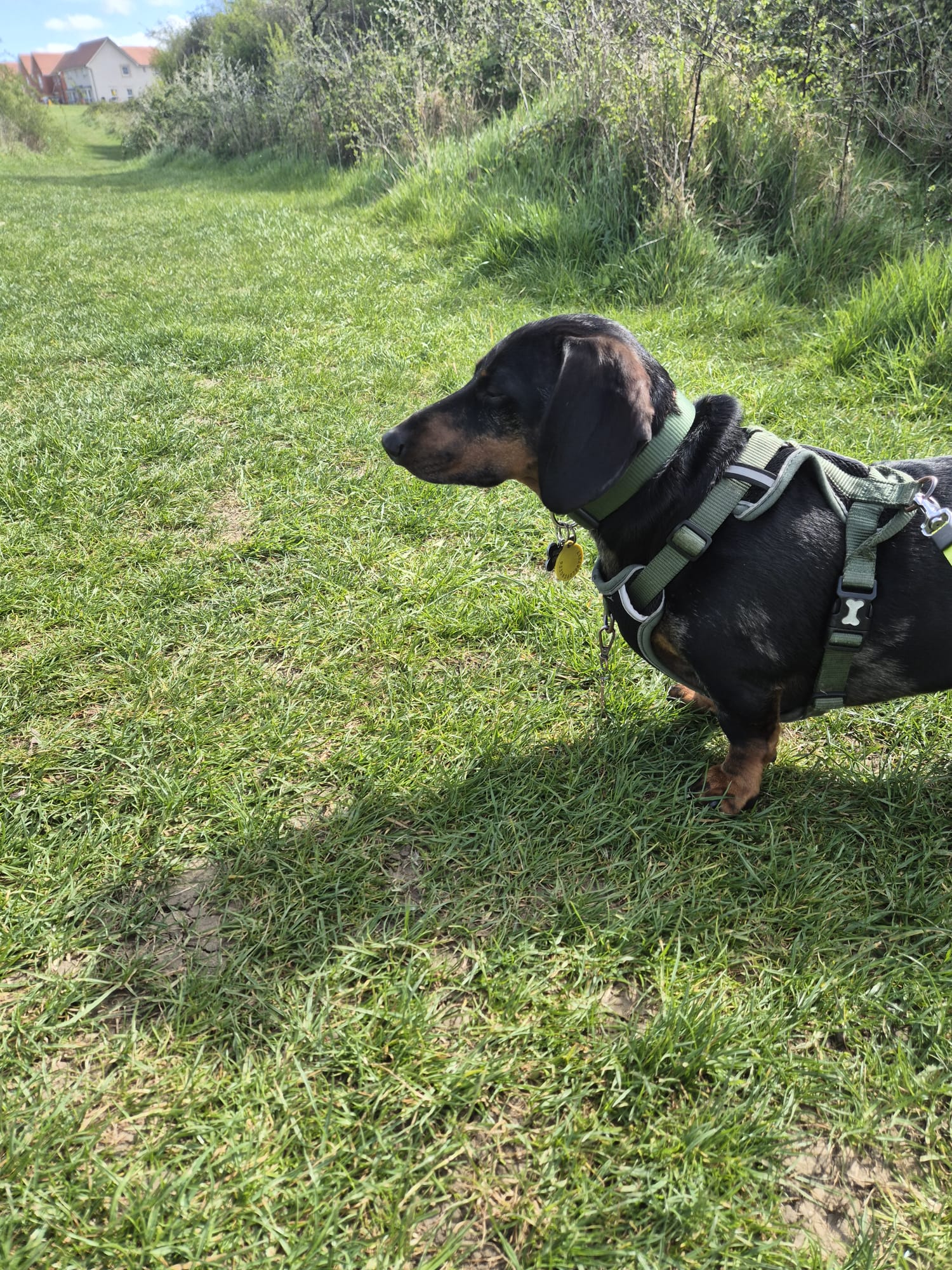 Dog enjoying a CJ'S walk