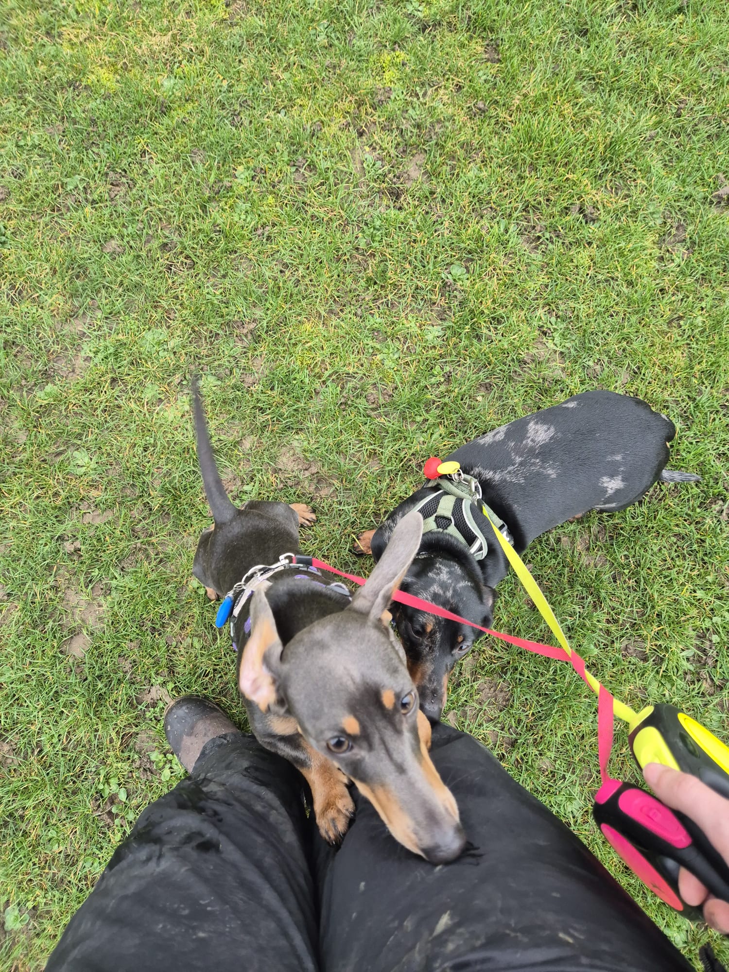Happy face during pet care