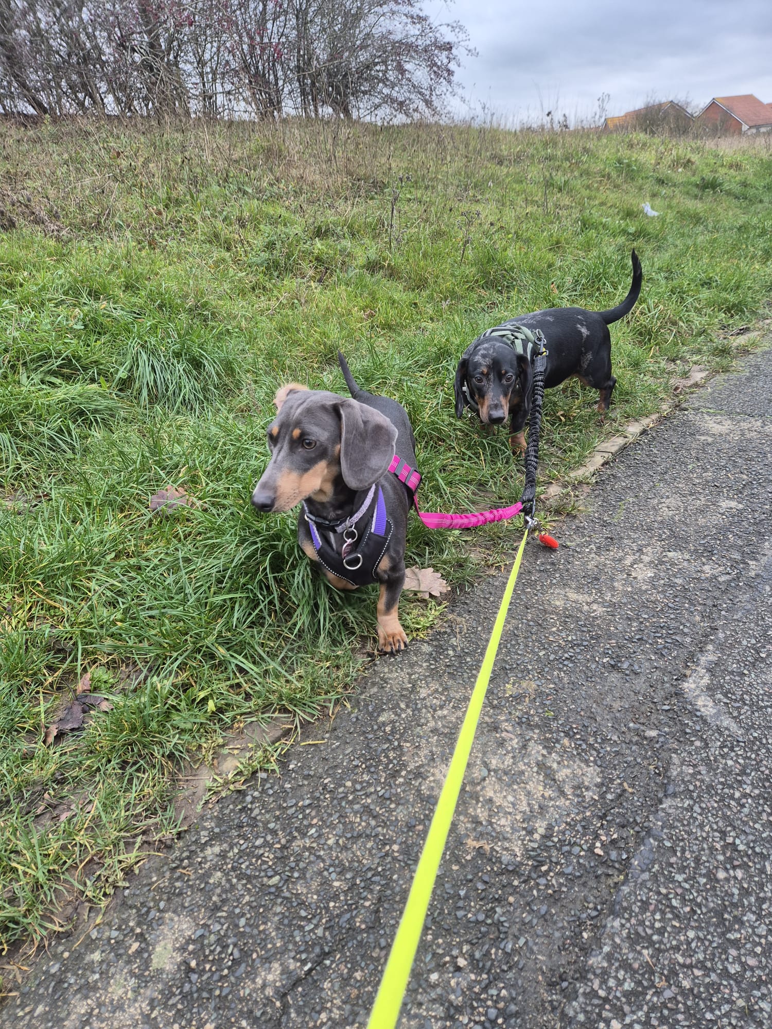 Dog out on an outdoor walk